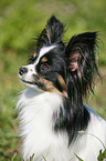 Papillon Portrait