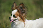 Papillon Portrait