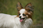 Papillon Portrait