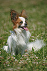 sitzender Papillon