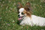 liegender Papillon