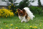 Papillon