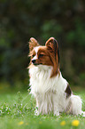 sitzender Papillon