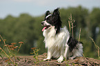 sitzender Papillon