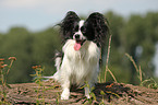 sitzender Papillon