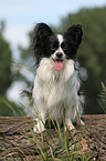 sitzender Papillon