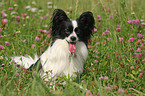 sitzender Papillon