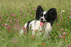 Papillon auf Wiese