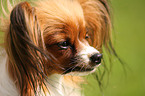 Papillon Portrait