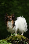 Papillon