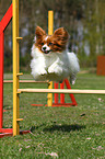 Papillon beim Agility