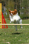 Papillon beim Agility