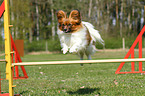 Papillon beim Agility