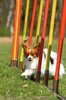 Papillon beim Agility