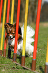 Papillon beim Agility