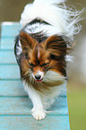 Papillon beim Agility