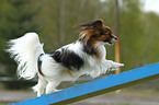 Papillon beim Agility