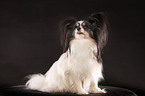 sitzender Papillon