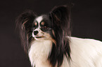 Papillon Portrait