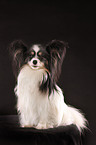 sitzender Papillon