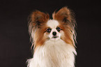 Papillon Portrait