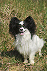 sitzender Papillon