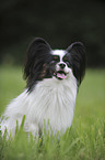 sitzender Papillon