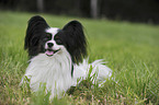 liegender Papillon