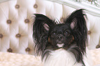 Papillon Portrait