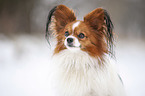 Papillon Portrait