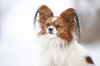 Papillon Portrait