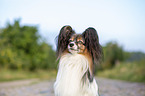 Papillon Portrait