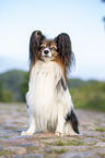 sitzender Papillon