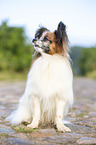 sitzender Papillon