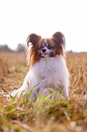 sitzender Papillon