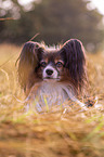 liegender Papillon