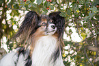 Papillon Portrait