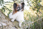 liegender Papillon