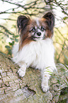 liegender Papillon