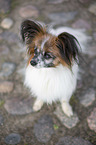 sitzender Papillon