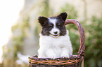 Papillon Welpe im Krbchen