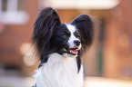 Papillon Portrait