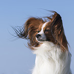 Papillon Portrait