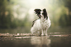 Papillon