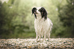 Papillon