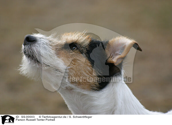 Parson Russell Terrier Portrait / Parson Russell Terrier Portrait / SS-00003