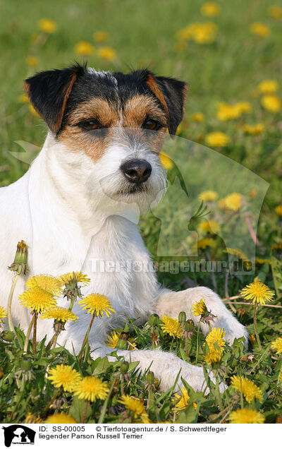 liegender Parson Russell Terrier / lying Parson Russell Terrier / SS-00005