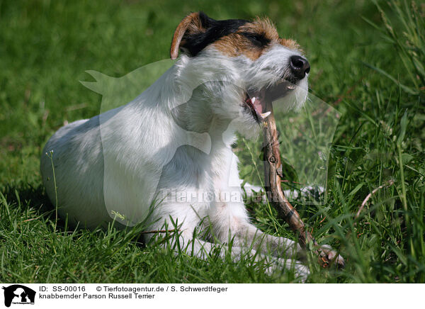 knabbernder Parson Russell Terrier / gnawing Parson Russell Terrier / SS-00016