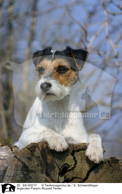 liegender Parson Russell Terrier / lying Parson Russell Terrier / SS-00017