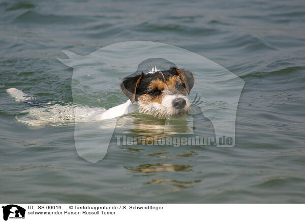 schwimmender Parson Russell Terrier / swimming Parson Russell Terrier / SS-00019